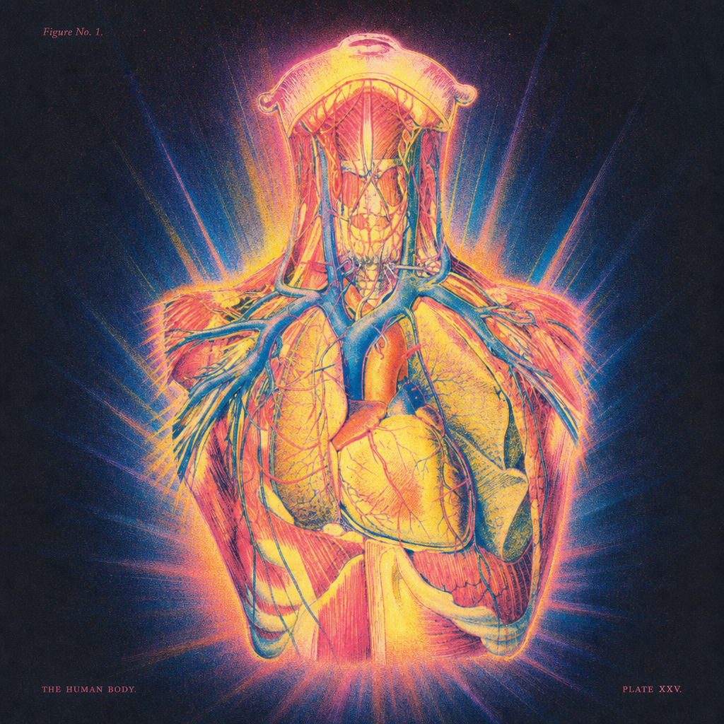 An artwork of the anatomical diagram of the heart and lungs