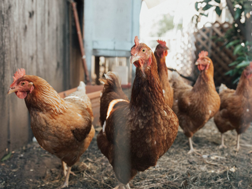 A bunch of chickens