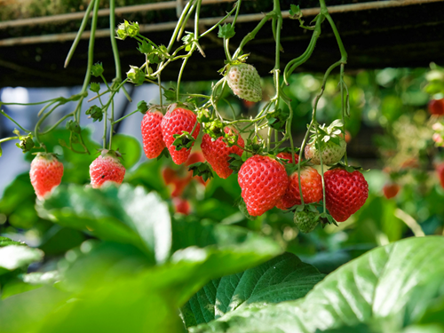 Image of strawberries