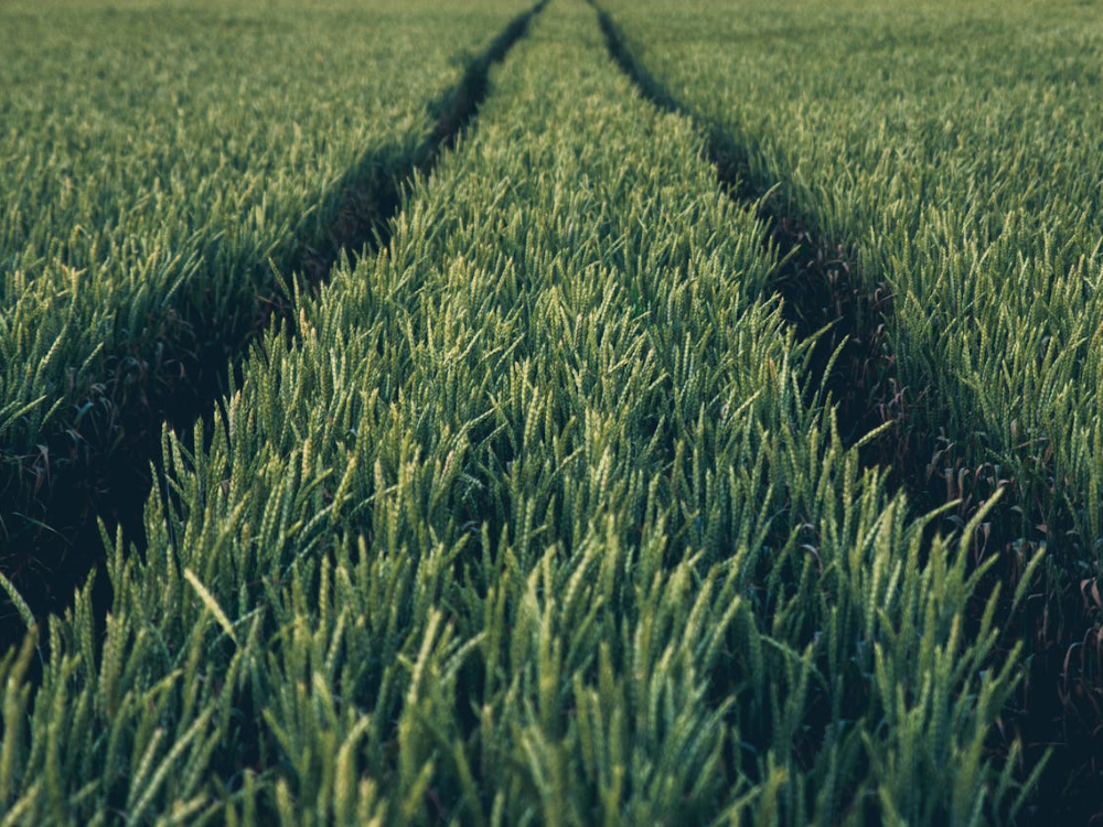 Field of green crops with tire tracks running through it.