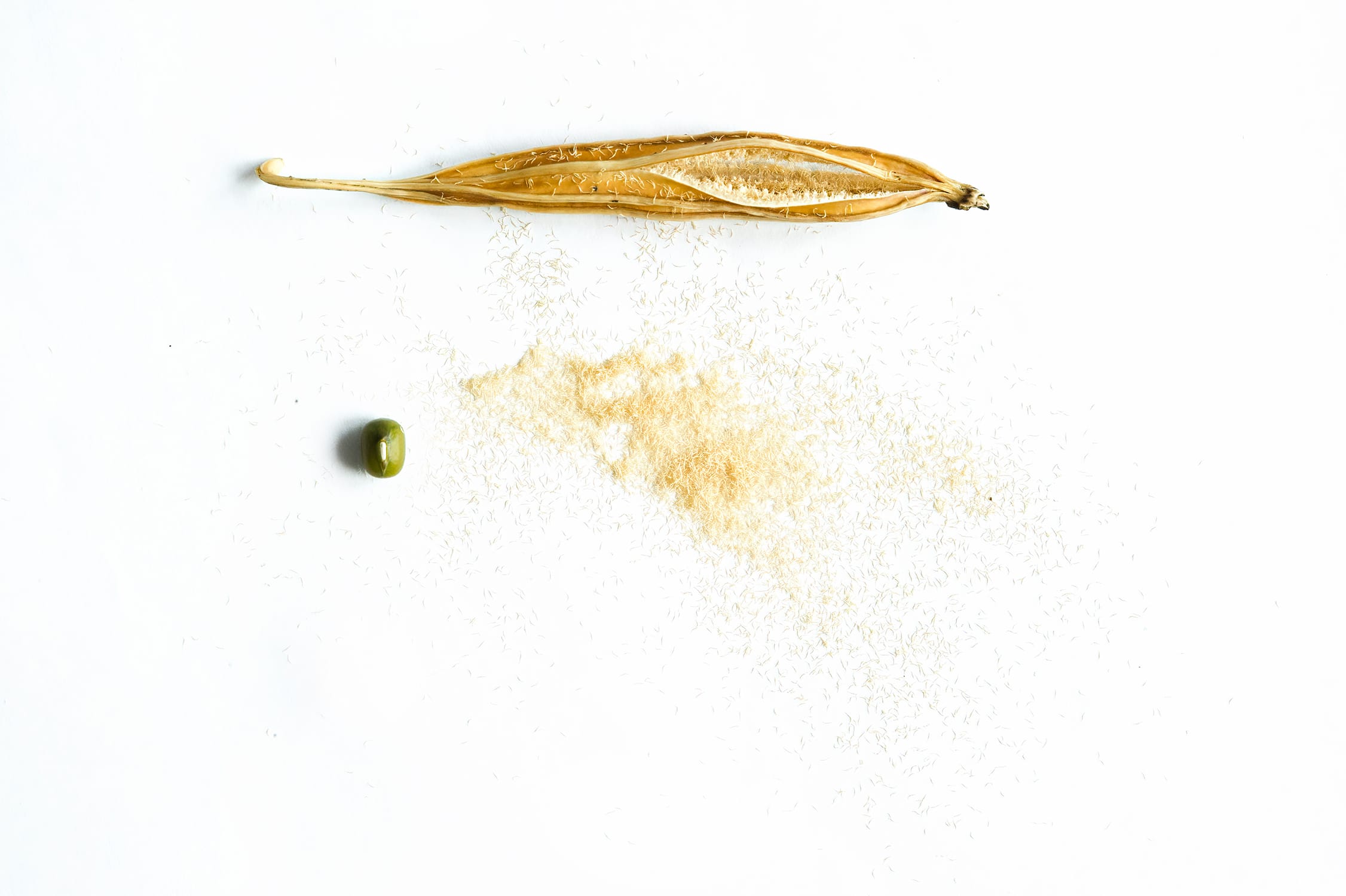 Orchid seeds, as fine as dust, are unique. As germination on their own is challenging, our Micropropagation Laboratory is needed to support their growth.