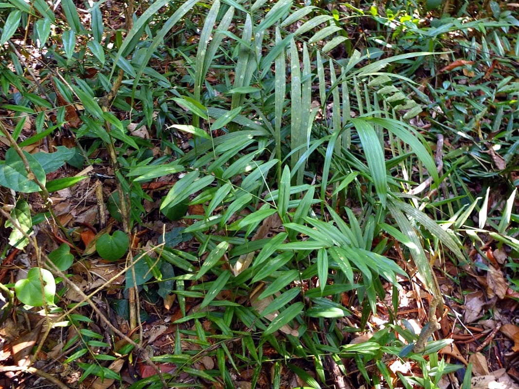 Singapore ginger growing in its favourable habitat. (Photo Credit: Jana Leong-Škorničková)