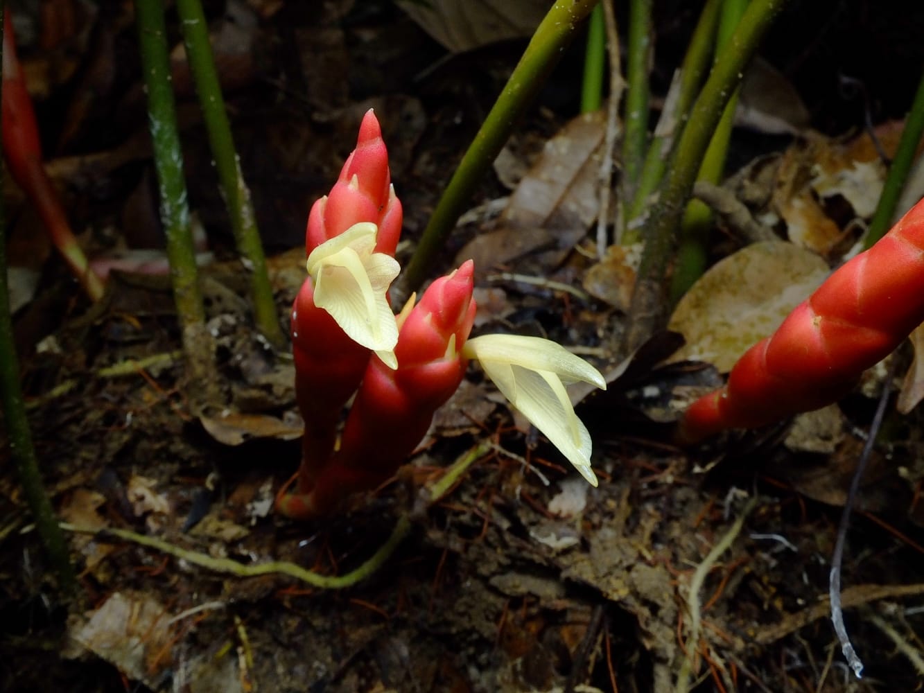 Close up of the inflorescence of Singapore ginger (Photo Credit: Jana Leong-Škorničková)