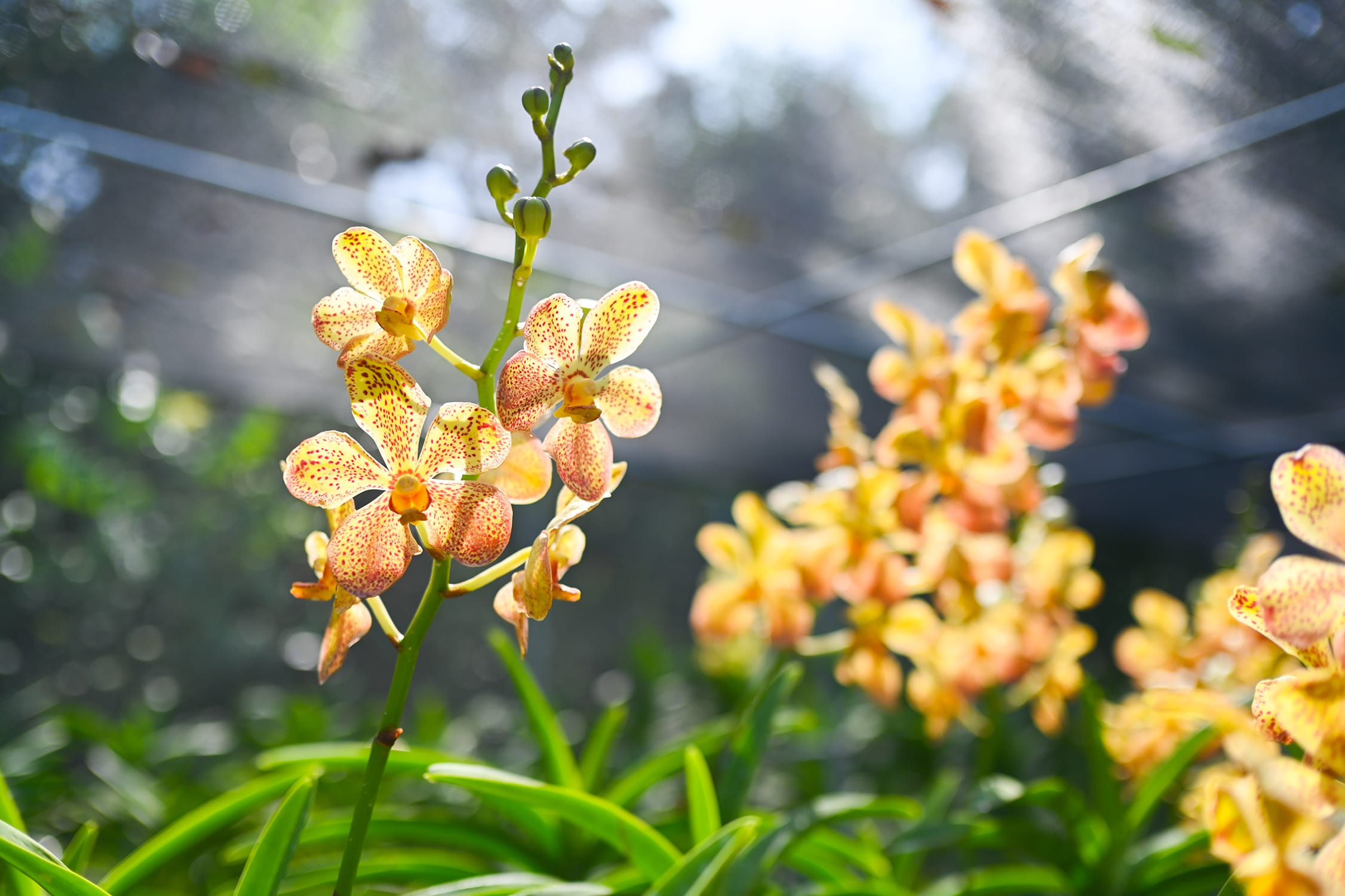 It takes years of nurturing before we have sufficient numbers of orchids suitable for the VIP naming ceremonies.