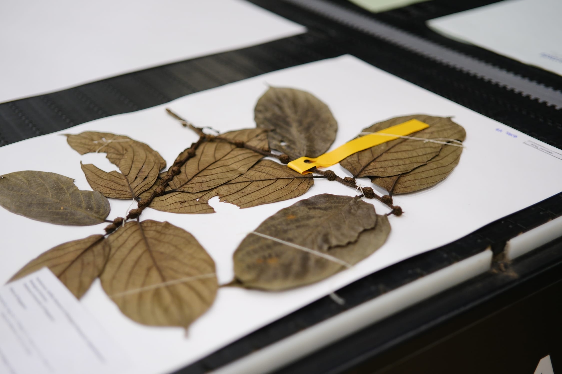 A herbarium specimen being scanned.