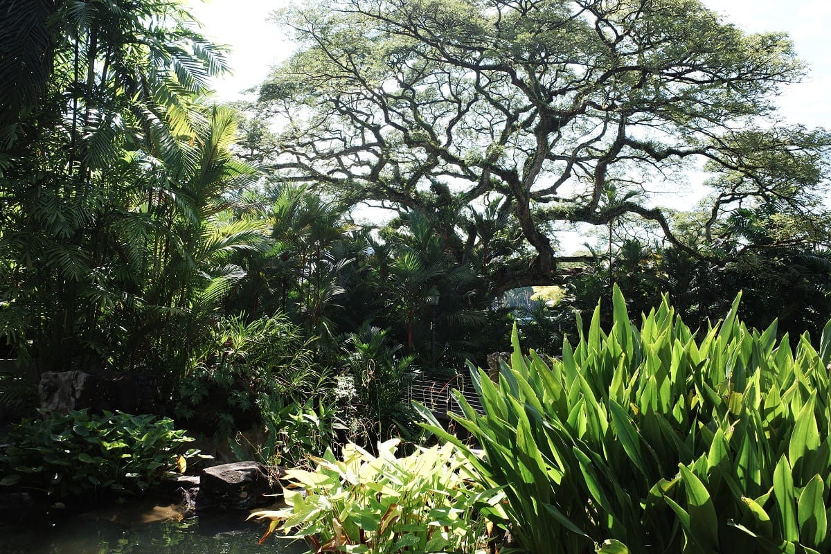 Rain Tree at Tanglin Entrance
