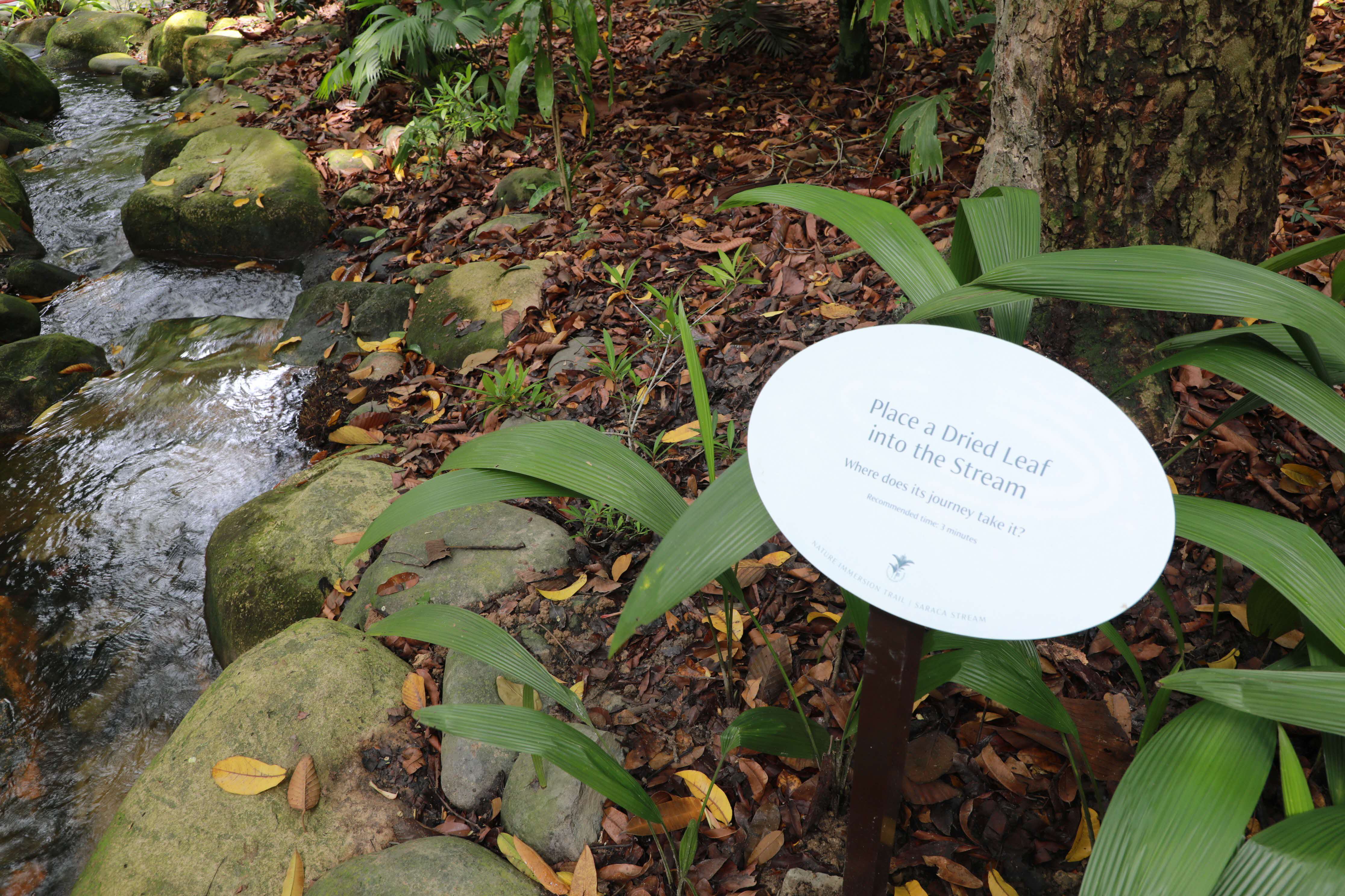 NIT Saraca Stream3