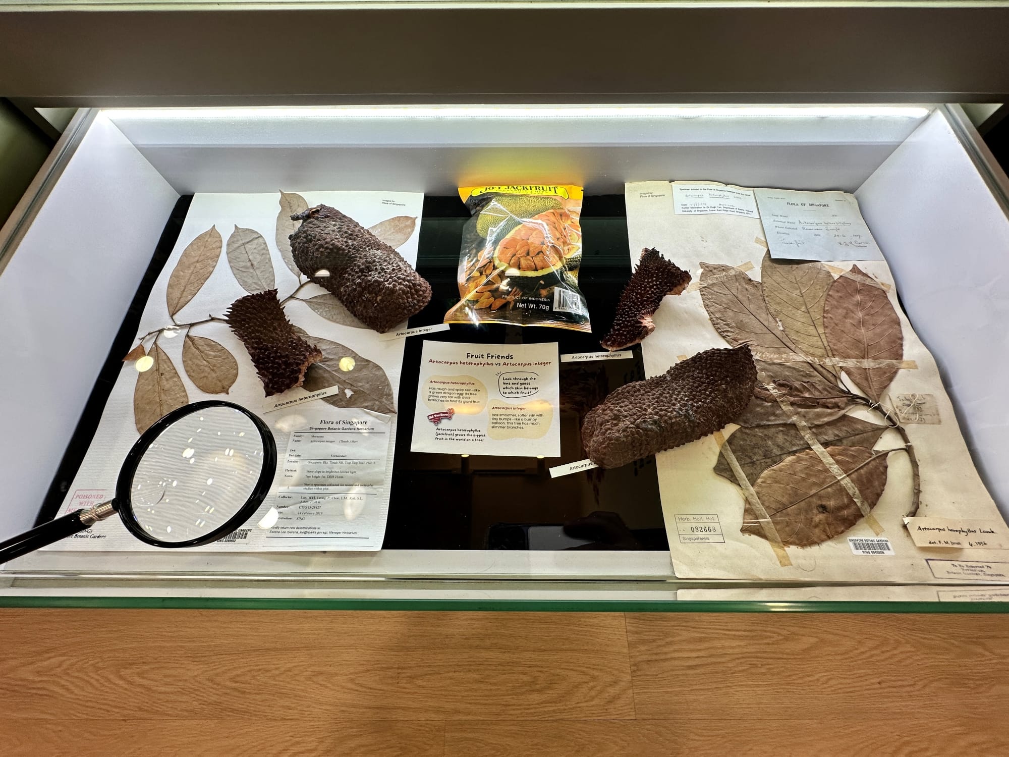 Herbarium specimens with striking fruit on display.