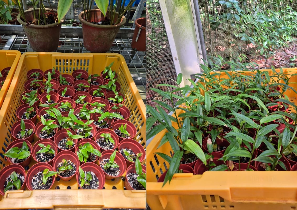 Propagated Singapore ginger plantlets growing in the nursery. (Photo Credit: Jana Leong-Škorničková)