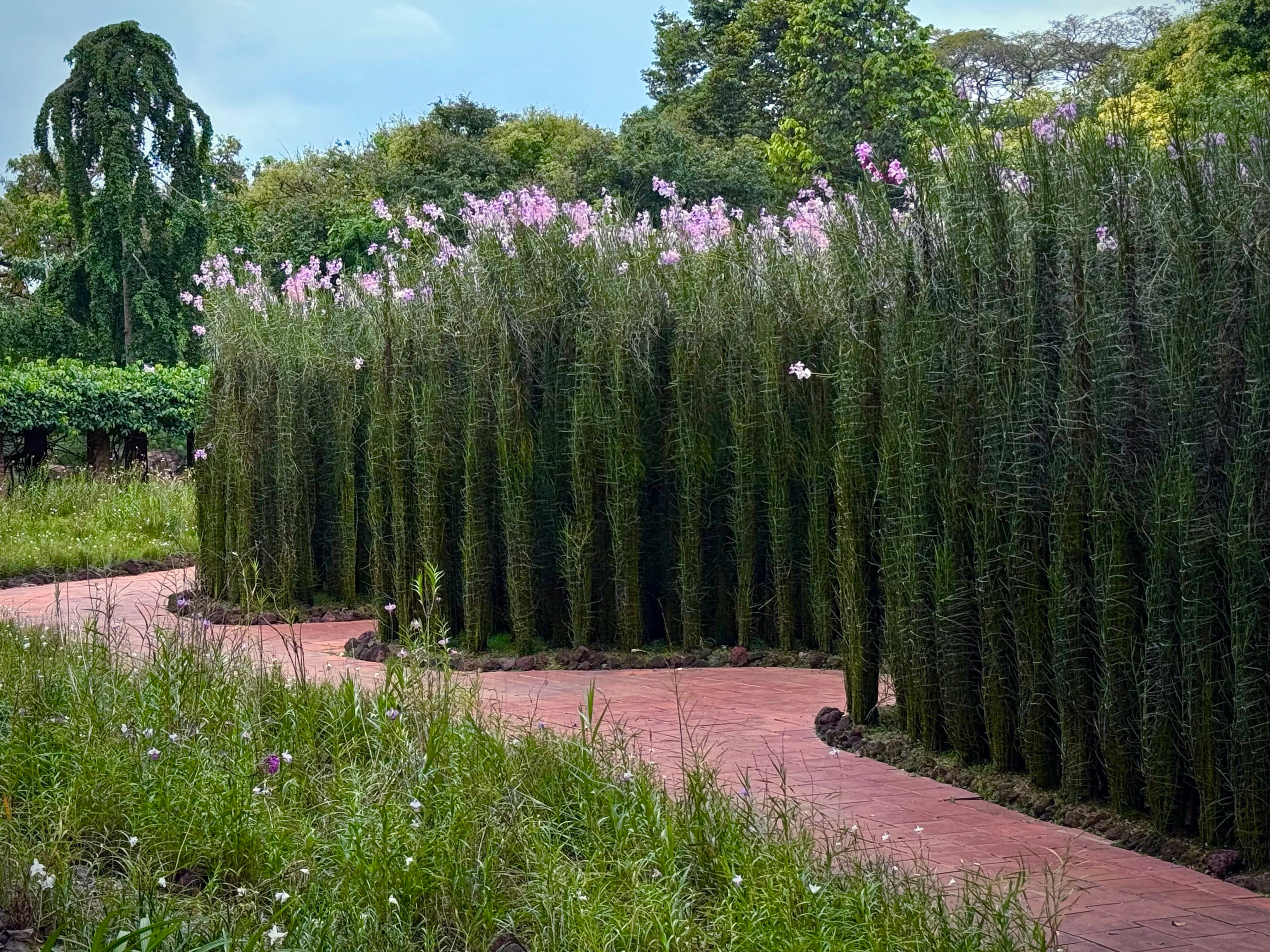 Vanda Miss Joaquim Plot