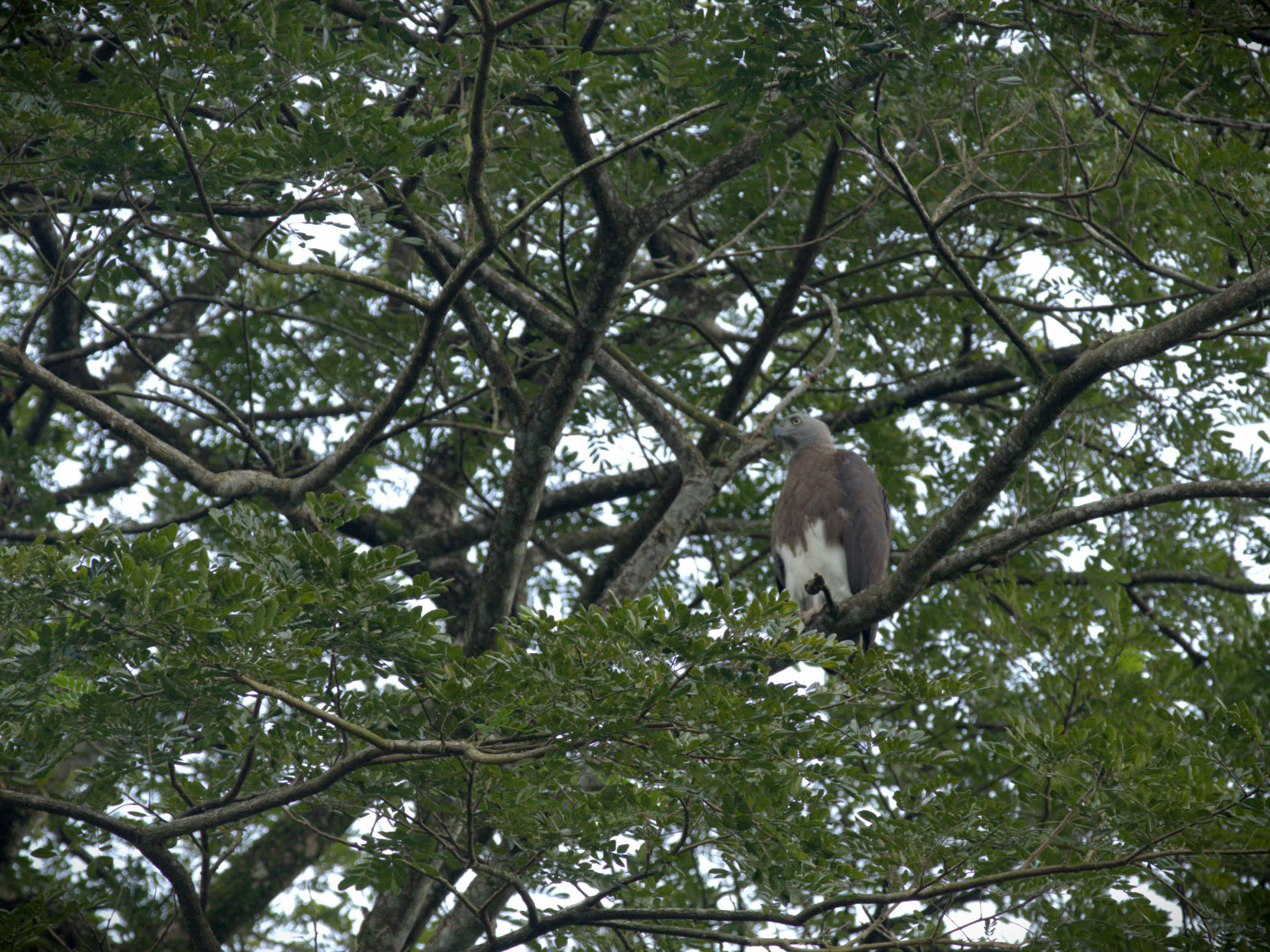 Grey-headed Fish-eagle