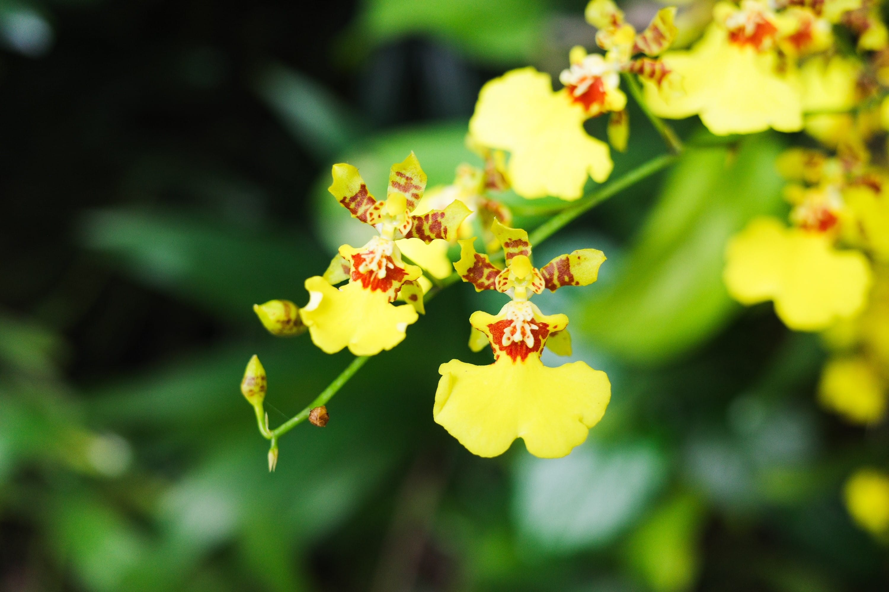 One of the many popular cut-flowers: Dancing Lady 