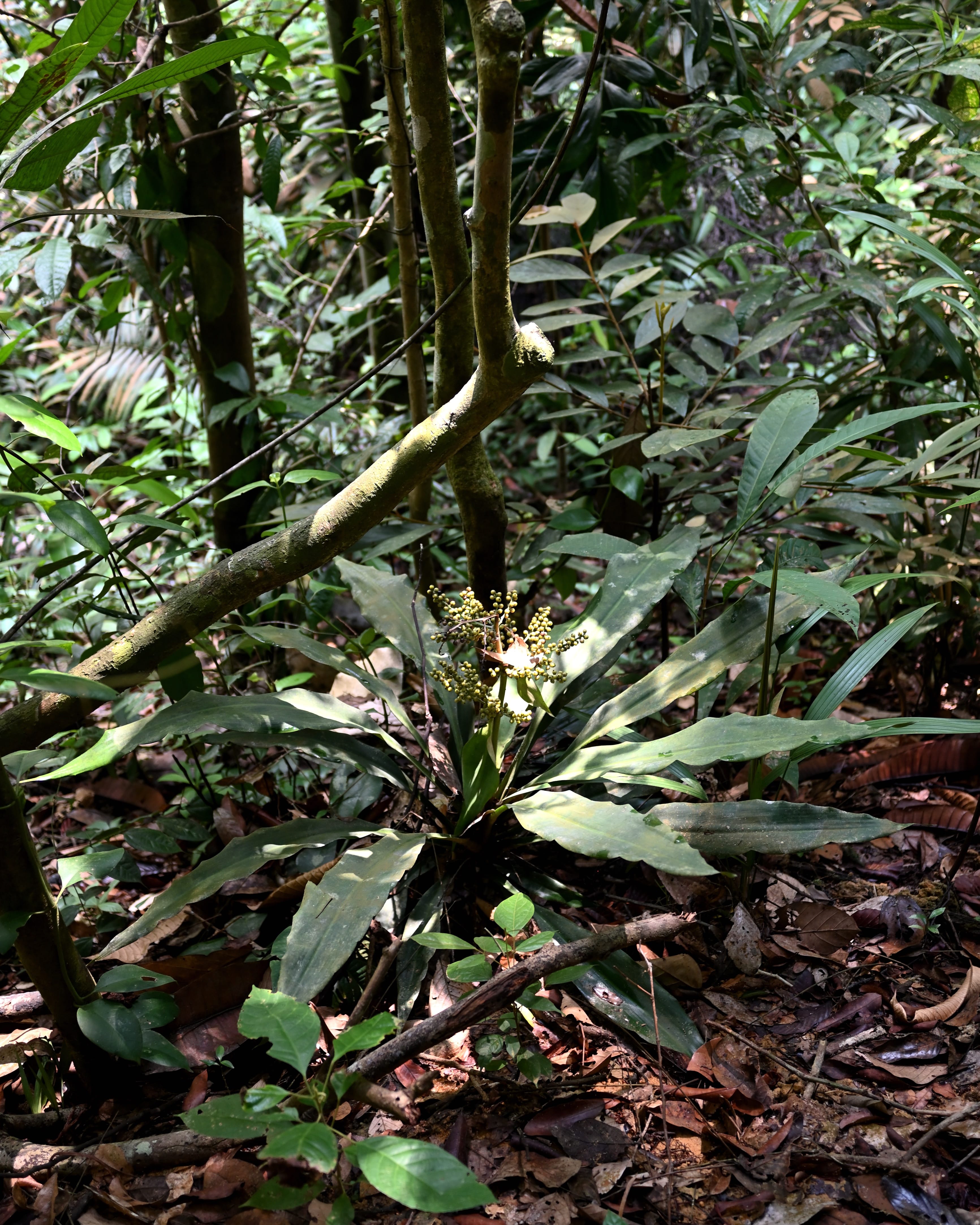 Hanguana negelcta growing in the forest. (Photo credit: Matti Niissalo)