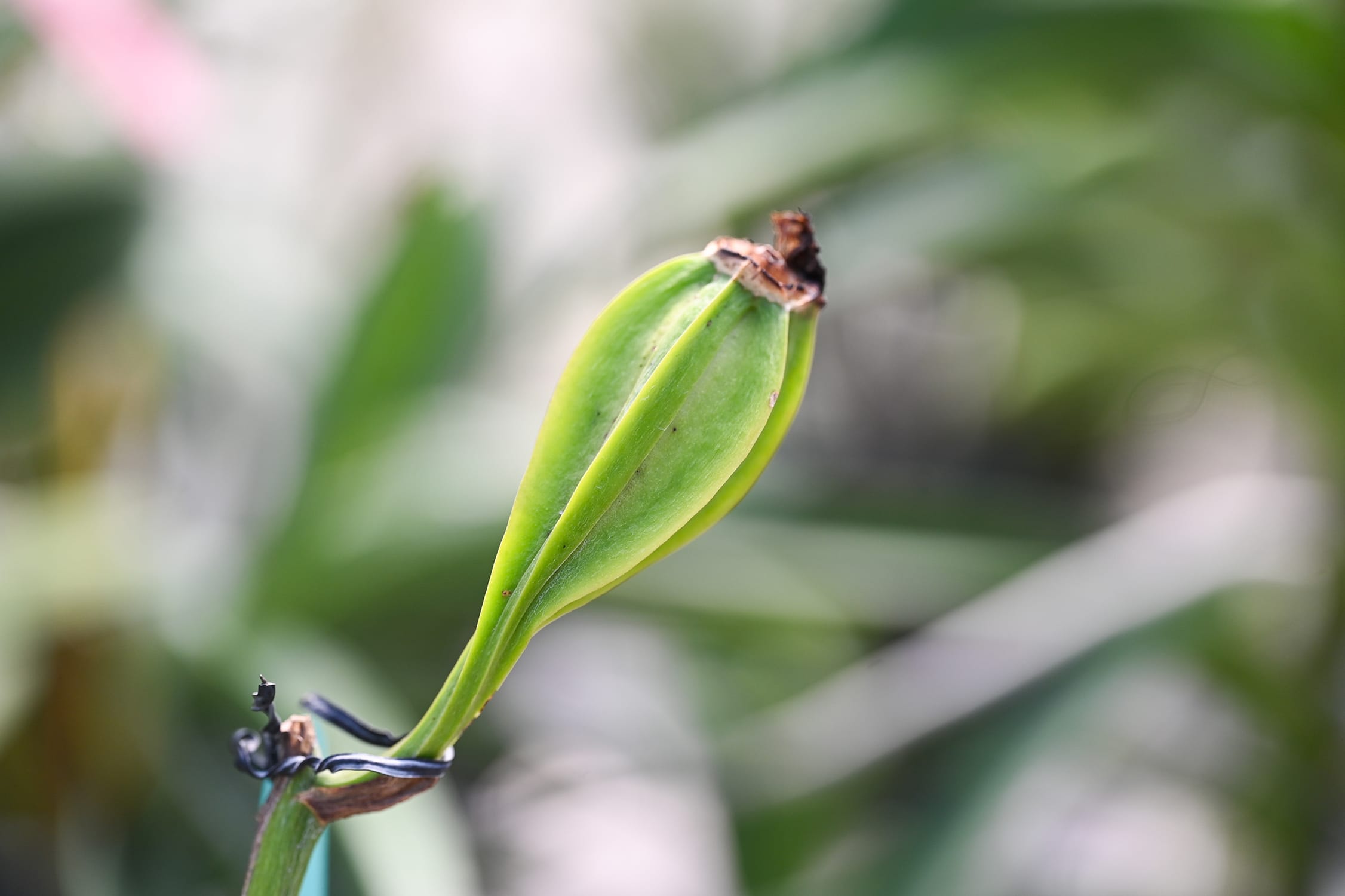 If fertilisation is a success, a seedpod will develop!
