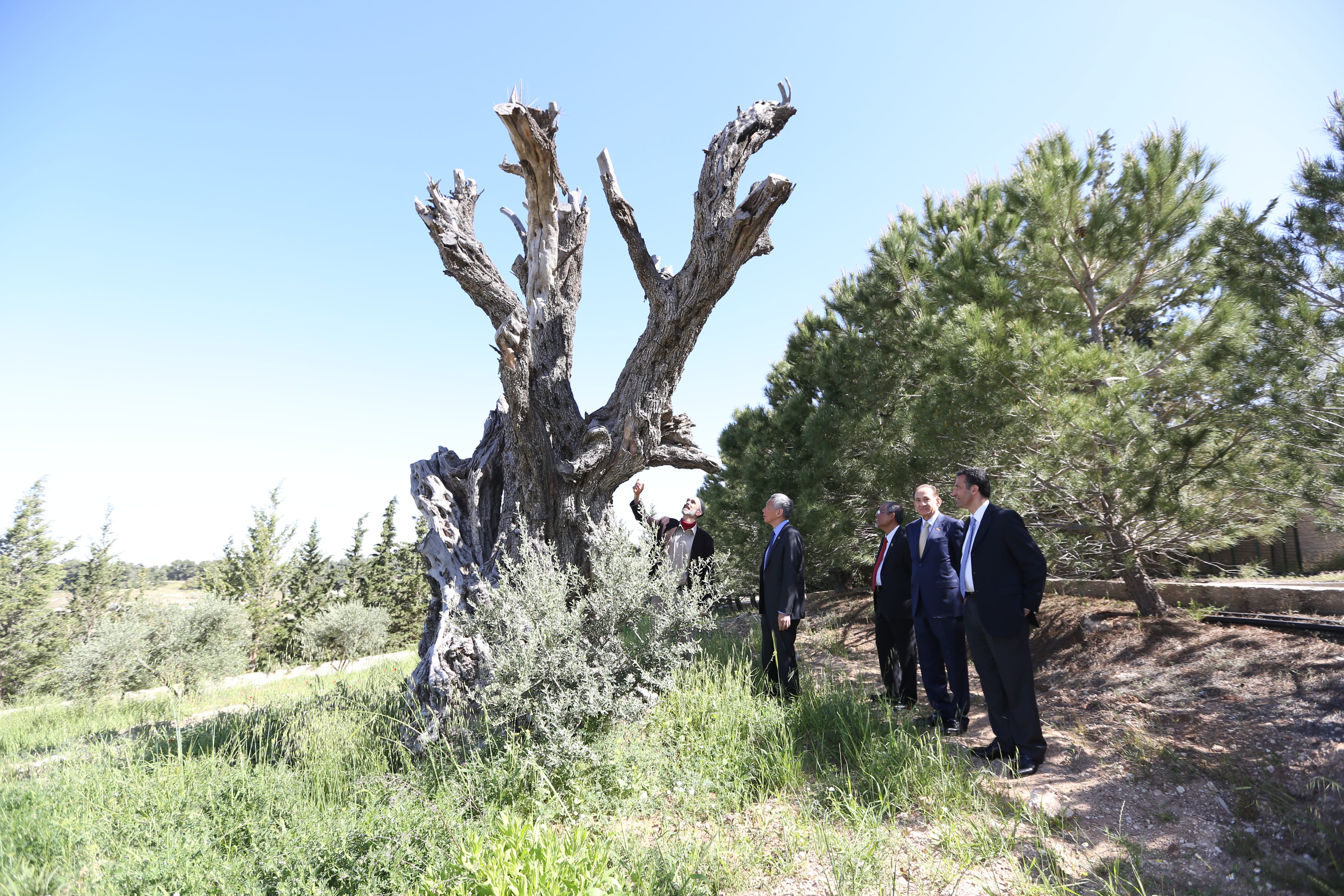 Four men in suits look at a large, dead tree under a blue sky. One man points up at the tree.