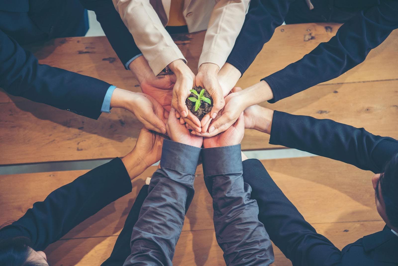 Group of hands in suits holding a small green plant, symbolizing cooperation in green economy.