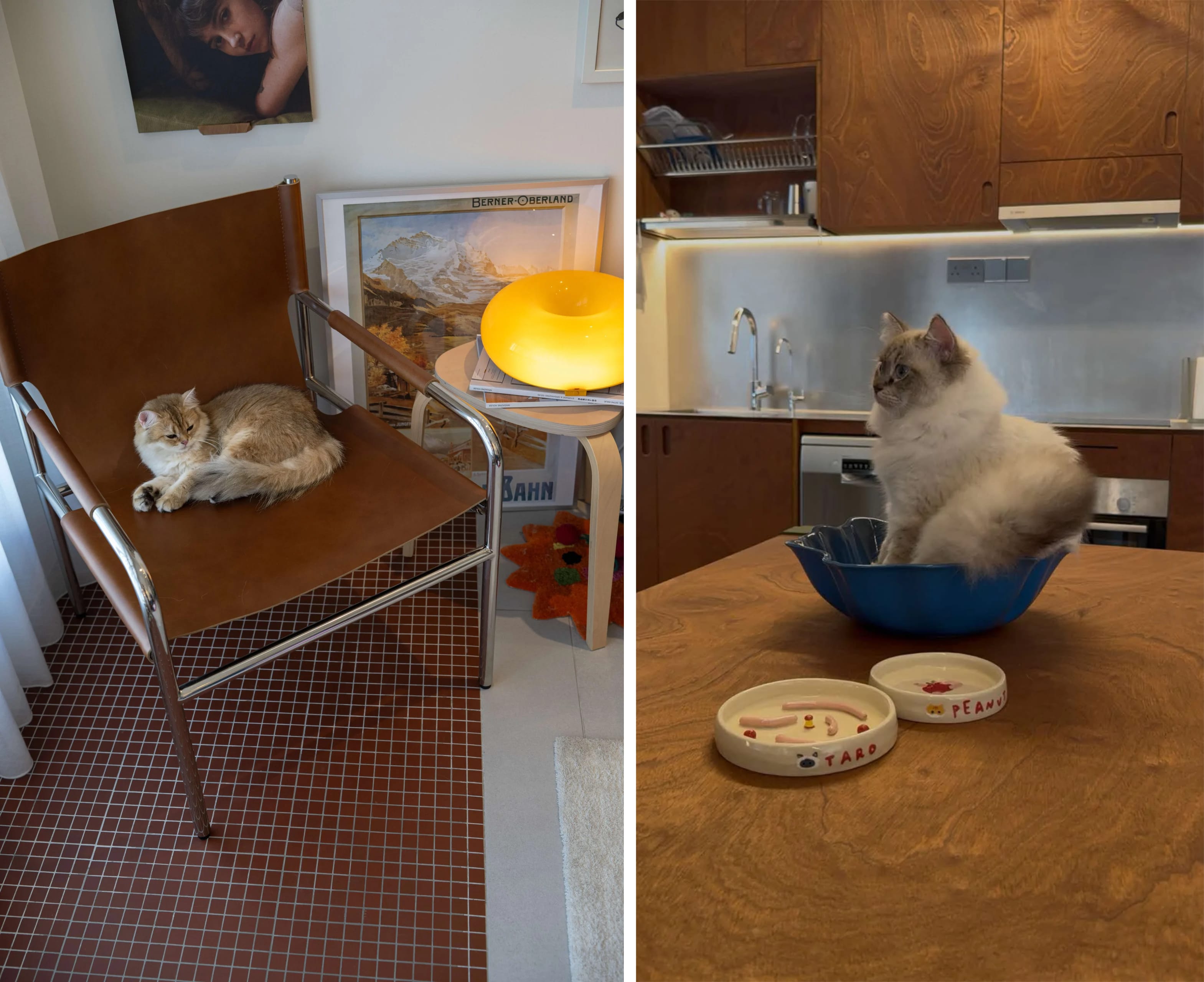 A collage of two photos, each featuring a cat.