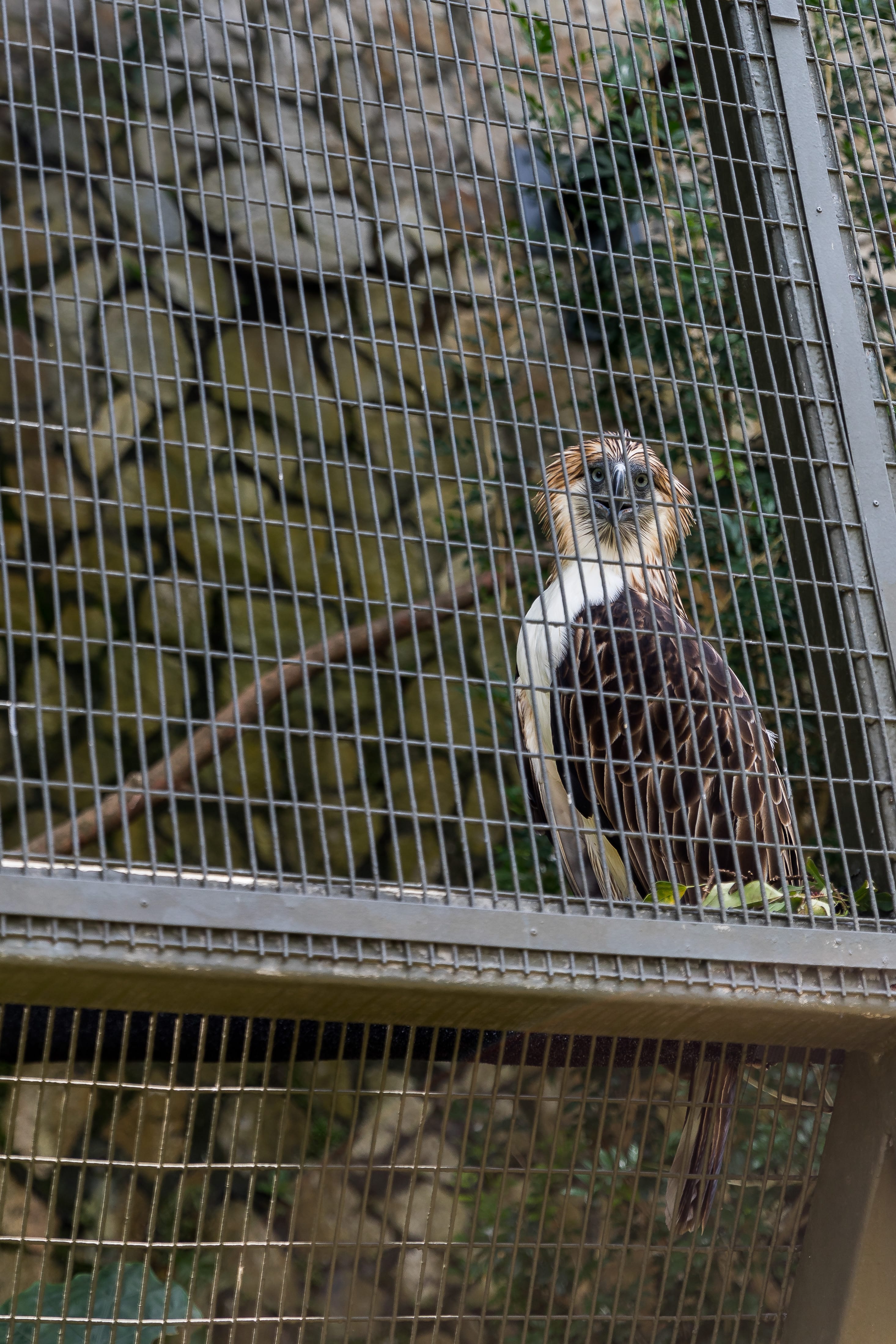 Philippine eagle with brown and white plumage behind metal cage.