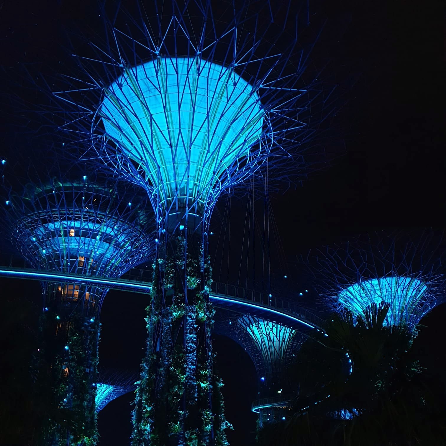 Gardens by the Bay Supertrees at night, lit with bright blue lights and skywalk.