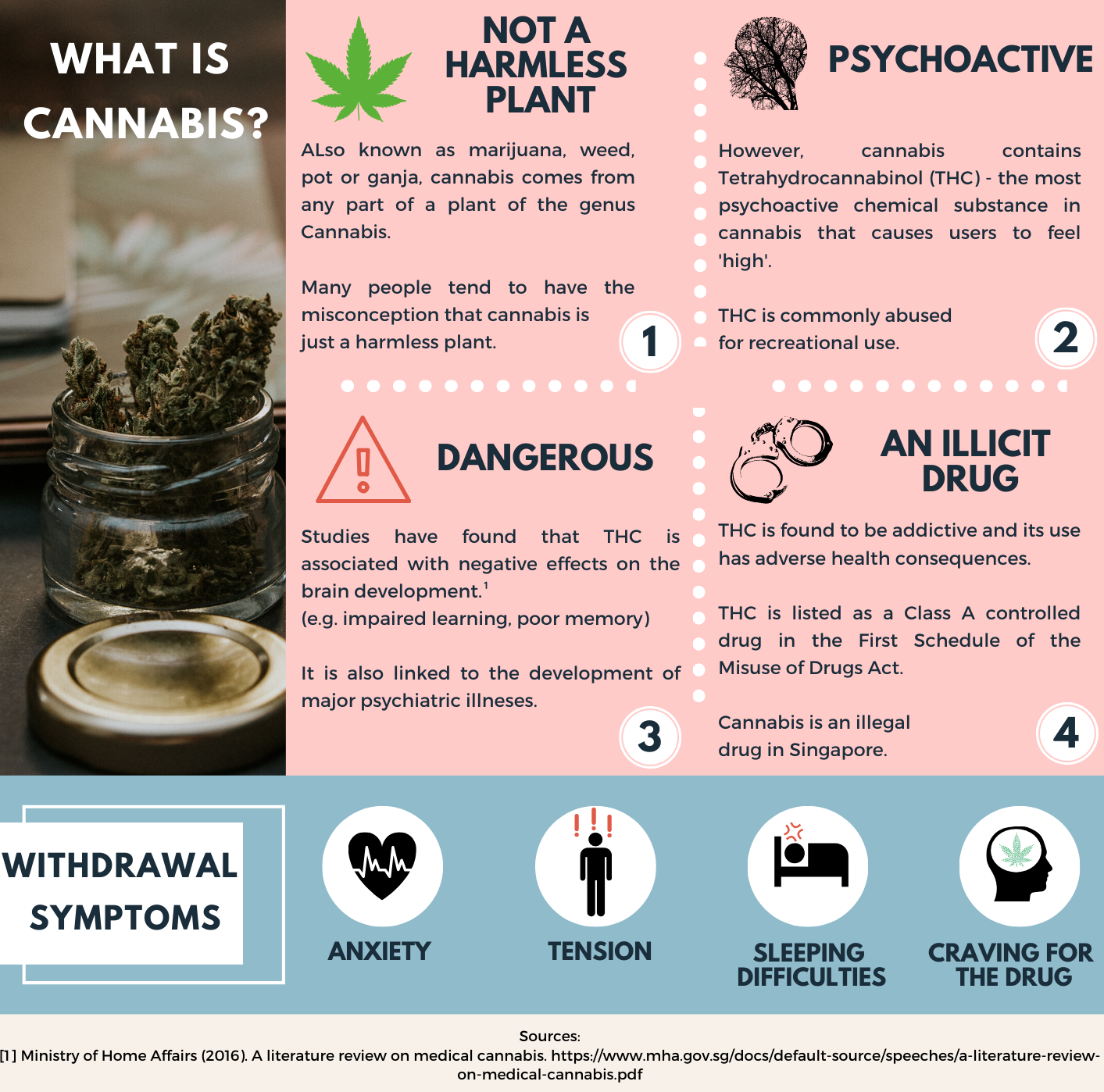 Infographic of what is Cannabis