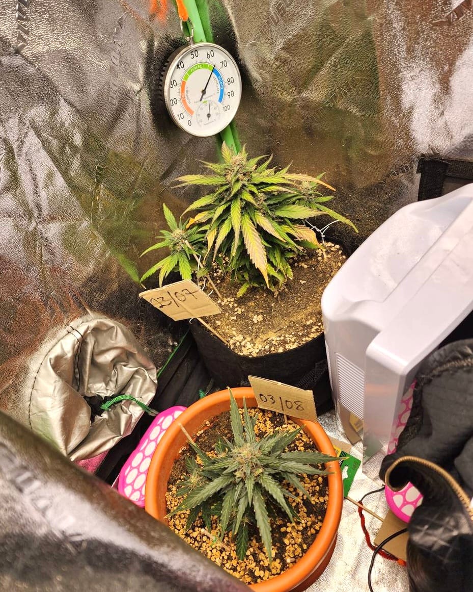 Two potted cannabis plants under a thermometer inside a reflective grow tent.
