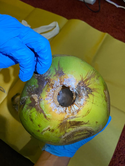 Gloved hands hold a green coconut with a drilled hole, revealing white inside.