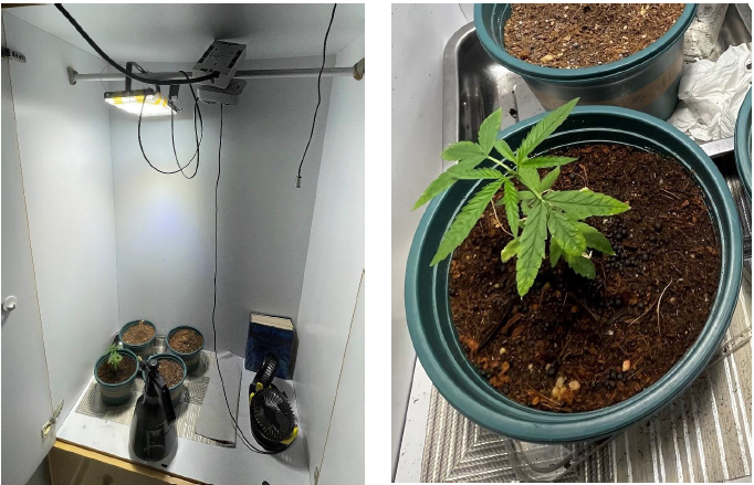 Split view: Left shows indoor grow cabinet; right shows seedling in pot.