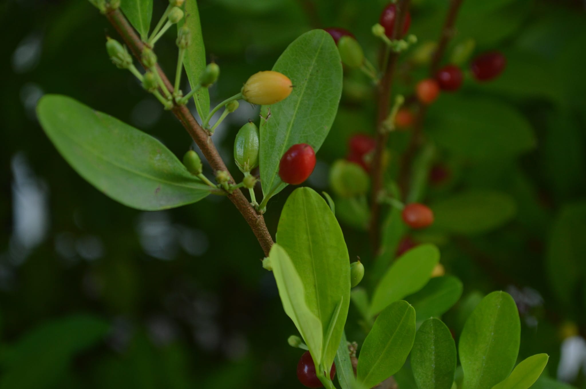 Plants That Contain Controlled Drugs Central Narcotics Bureau CNB 