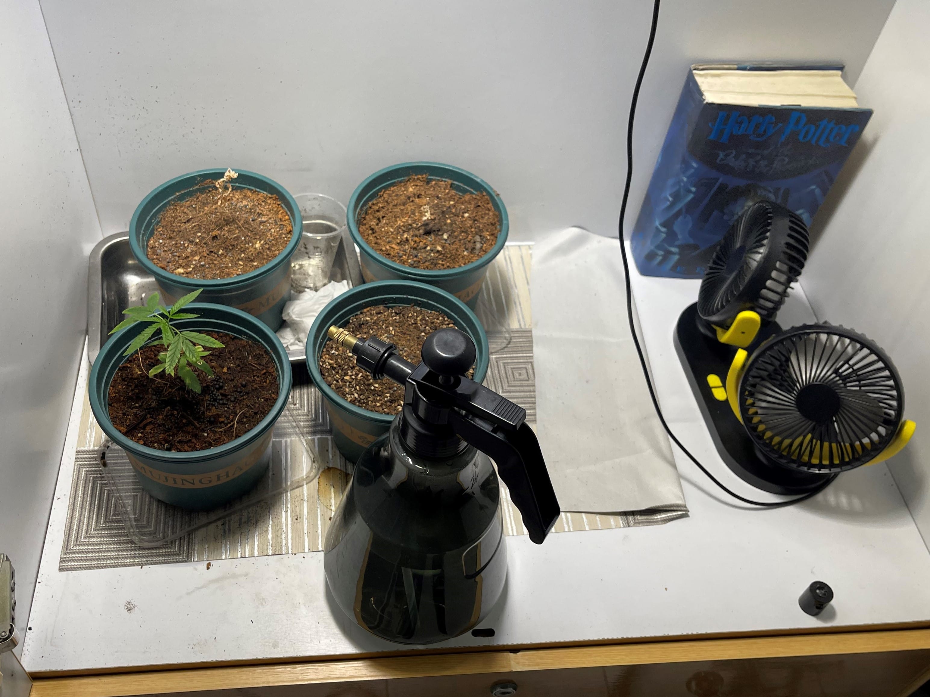 Four potted plants, a spray bottle, a small fan, and the book "Harry Potter" sit on a table.
