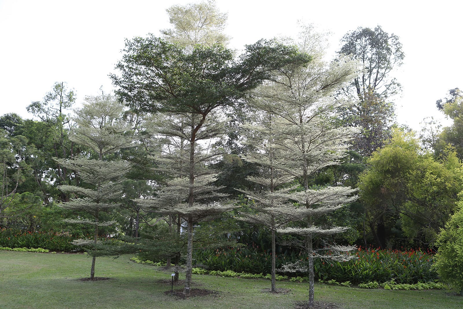 Several Terminalia trees with tiered branches on a grassy field with flowering bushes.