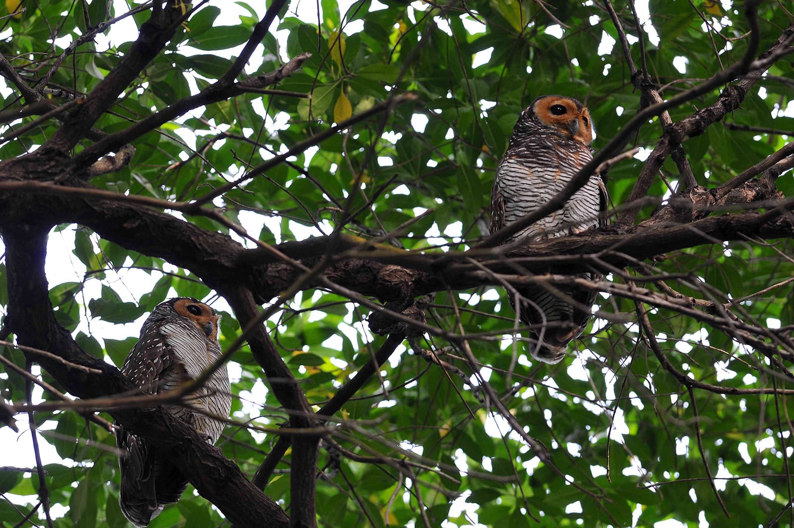 Two mottled brown owls perched on tree branches amid green leaves.
