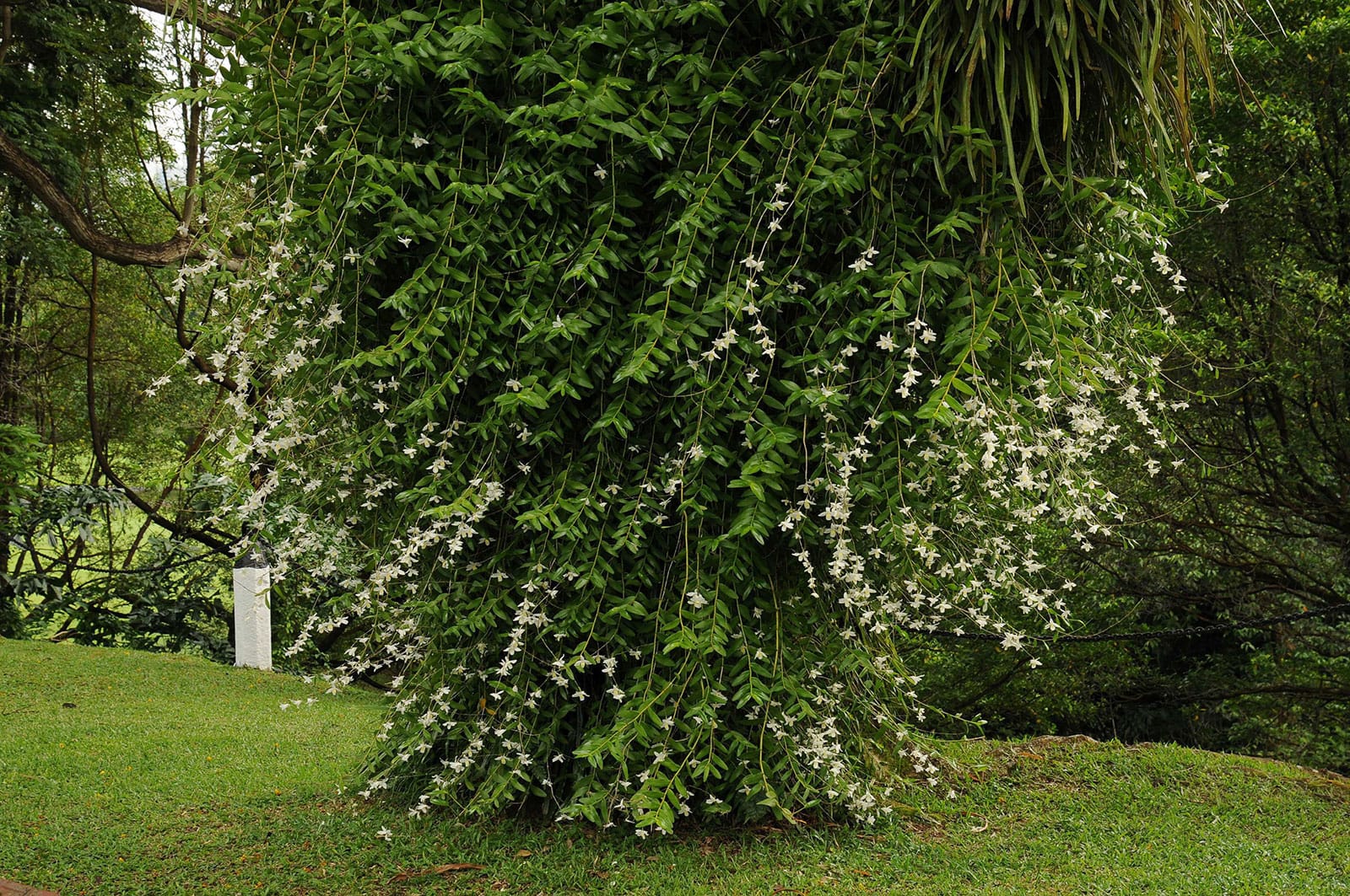 Tree with green foliage and trailing white flowers on grassy slope.