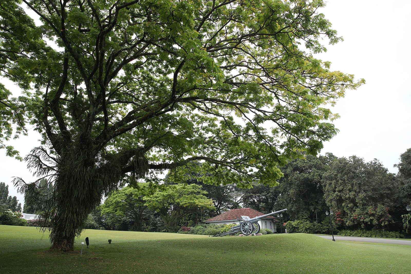 Cannon on green lawn, backed by a building and trees, framed by large tree.