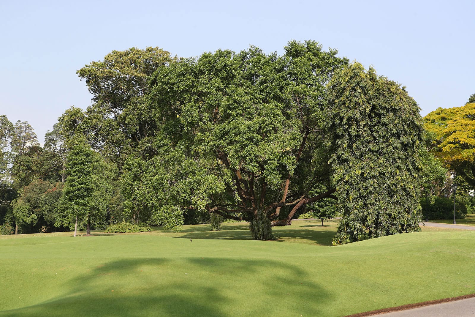 Landscape with large trees spread across a green lawn under a clear sky.
