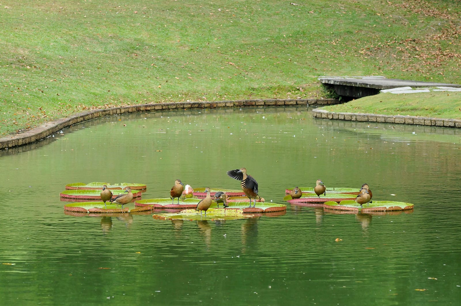 Ducks stand on lily pads in a pond, one bird with outstretched wings.