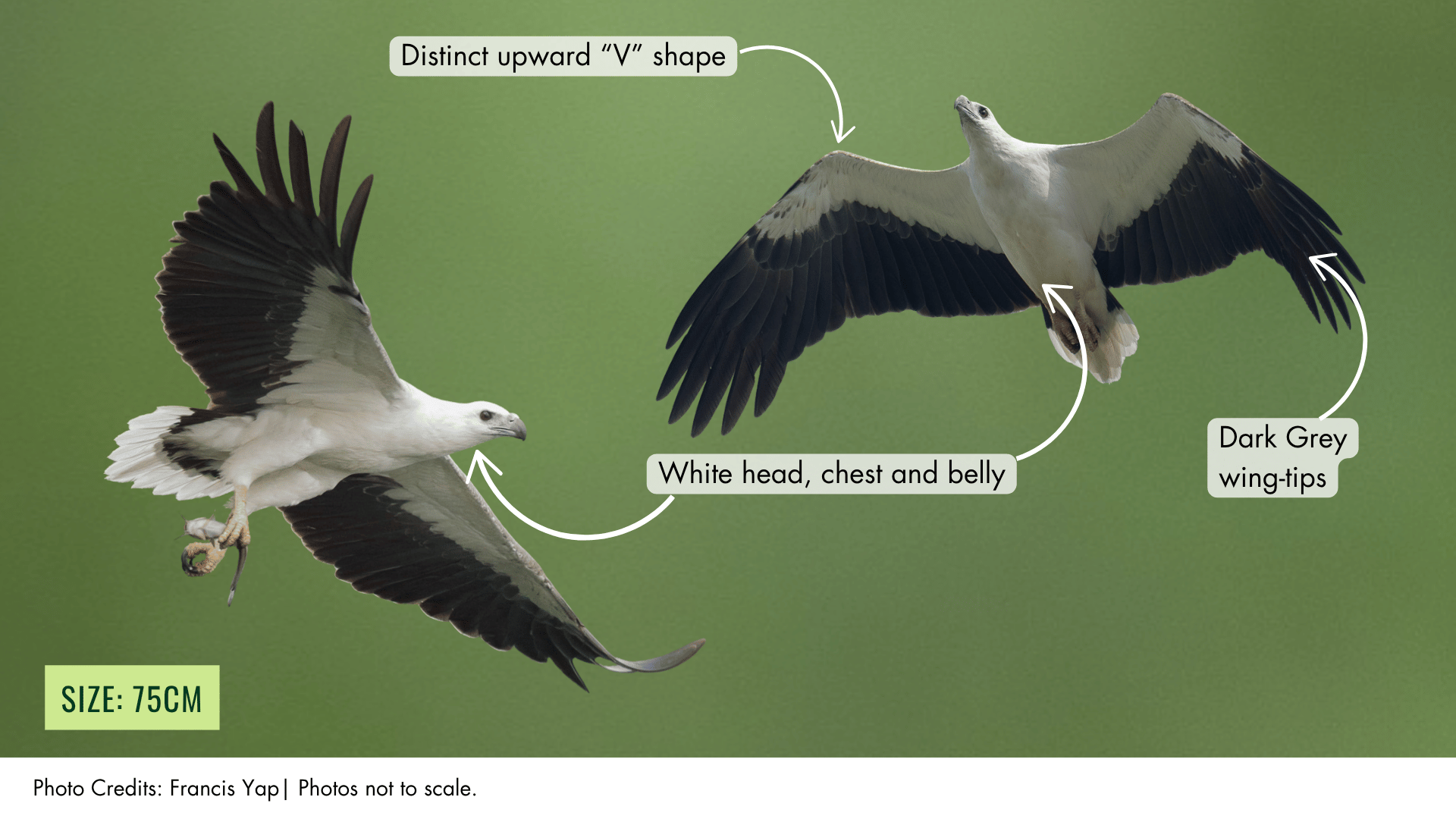 White-bellied Sea Eagle