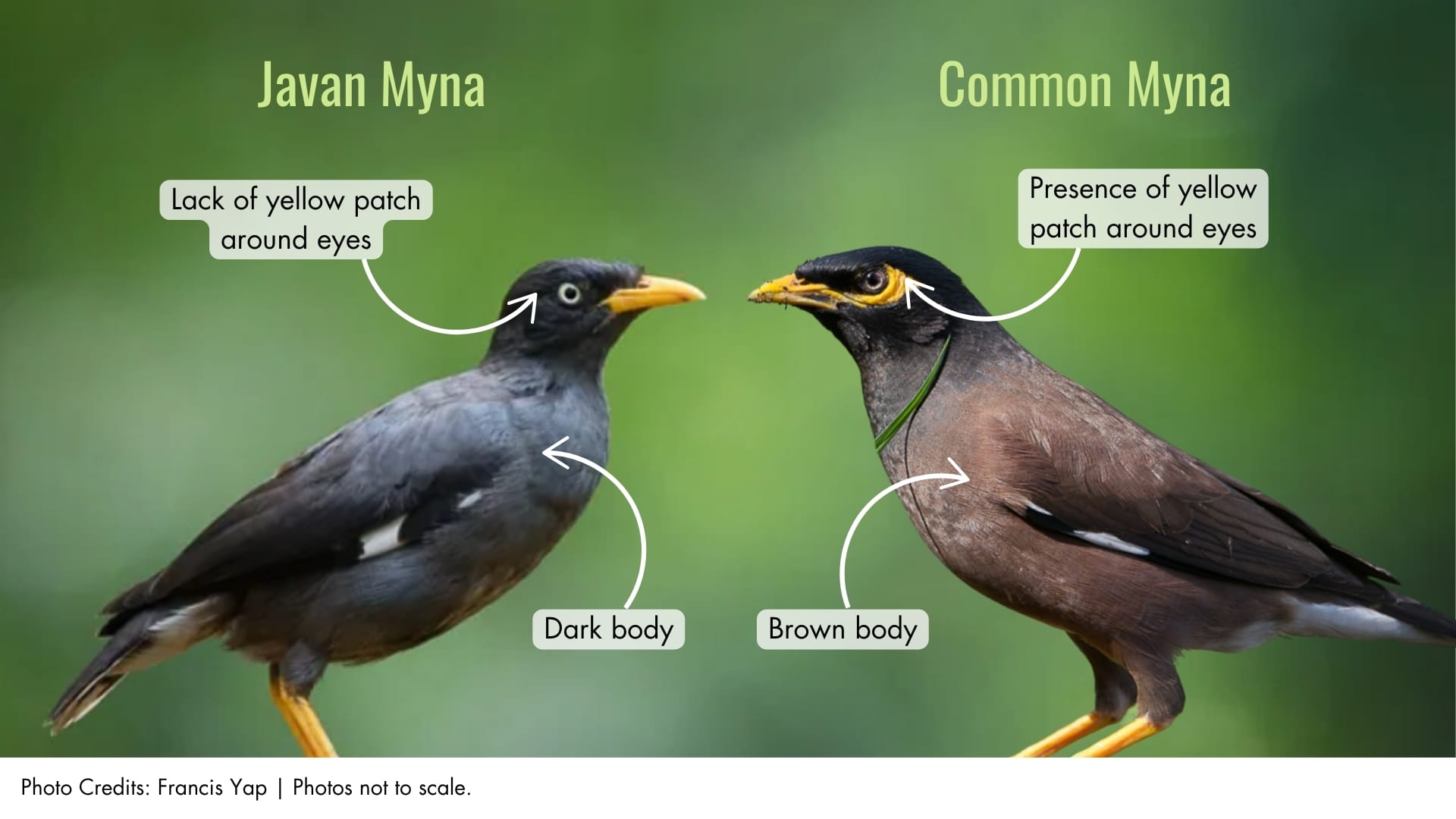 Common Myna | BiodiversitySG