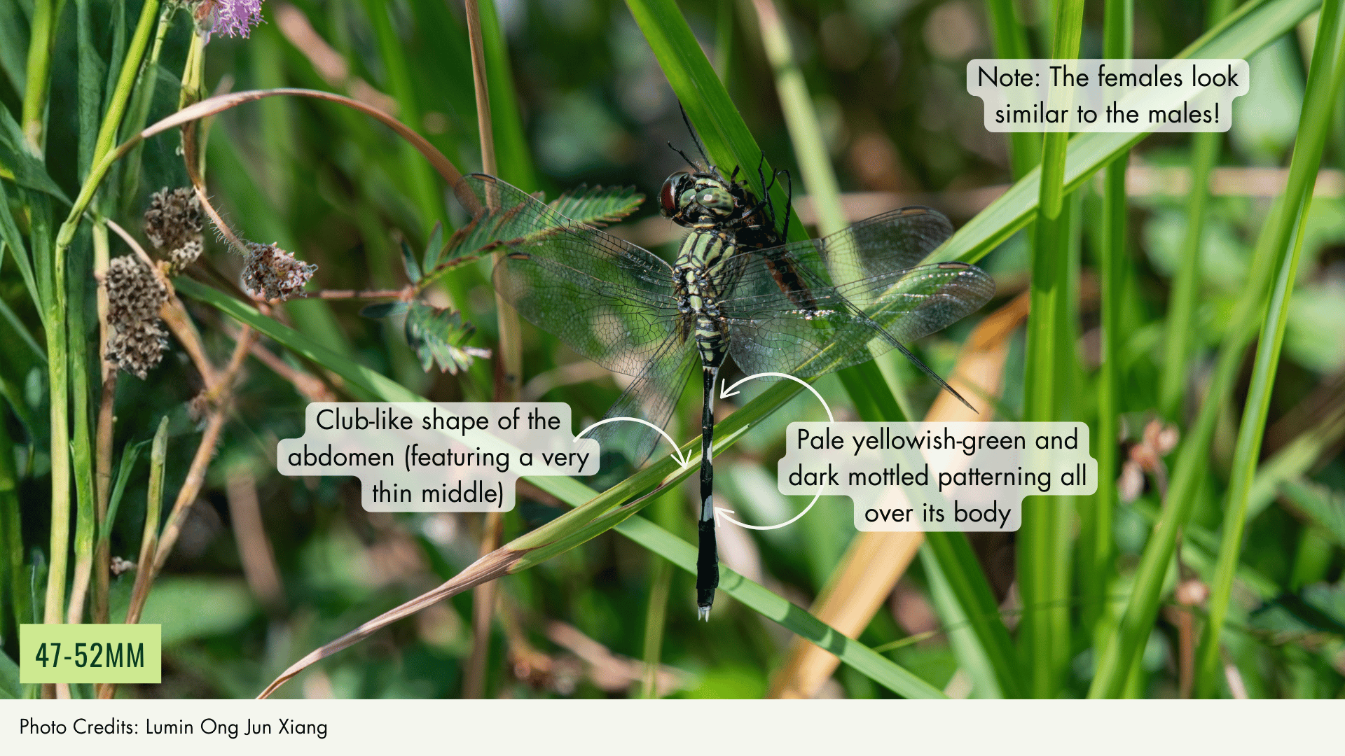 Variegated Green Skimmer
