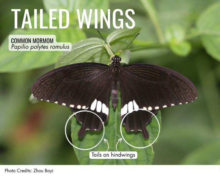 Tailed wings