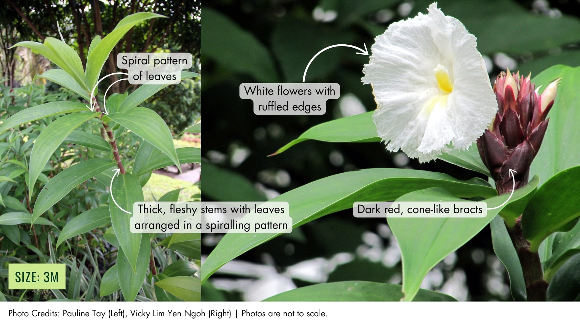 Crepe Ginger | BiodiversitySG