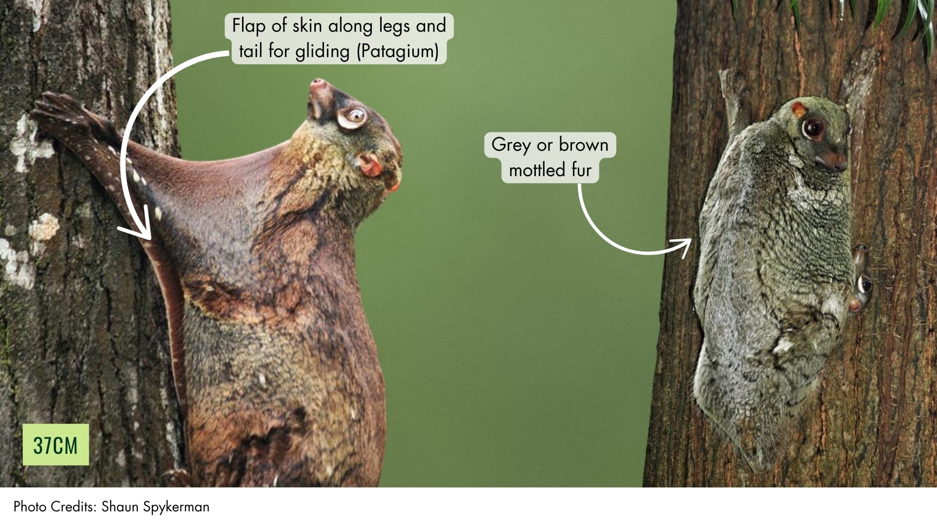 Sunda Colugo