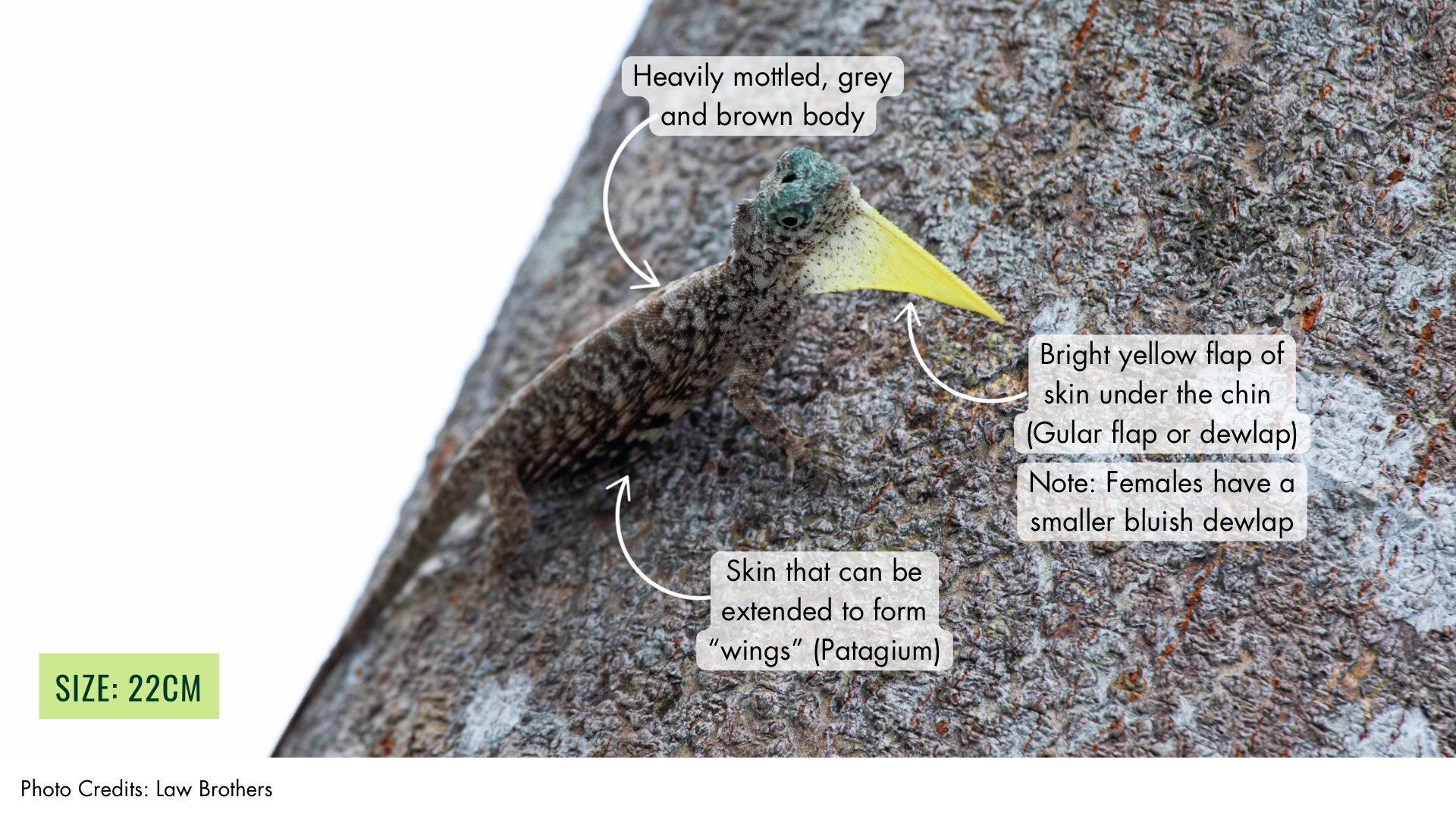 Common Gliding Lizard