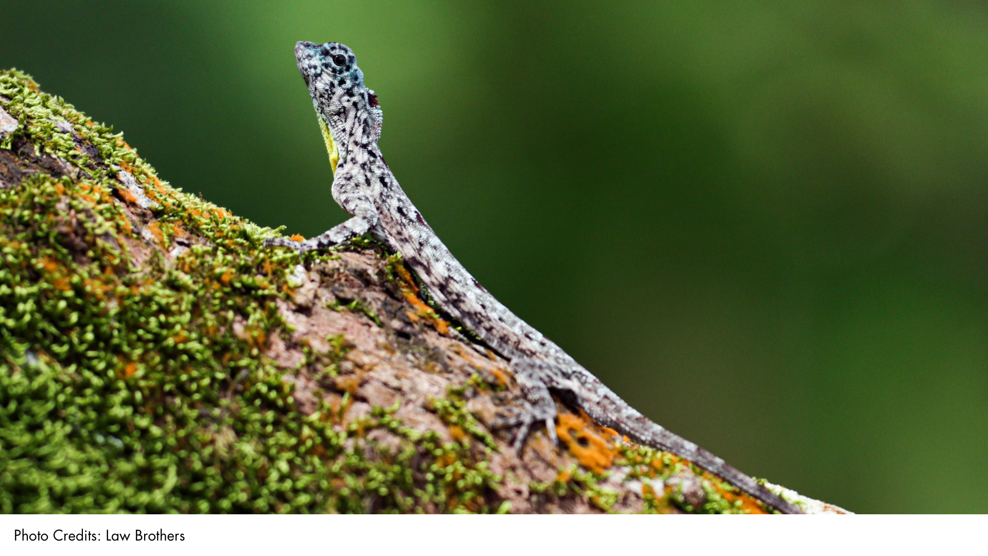 Common Gliding Lizard