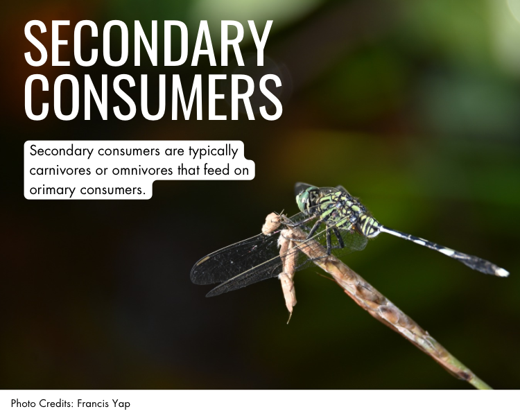 Secondary consumers