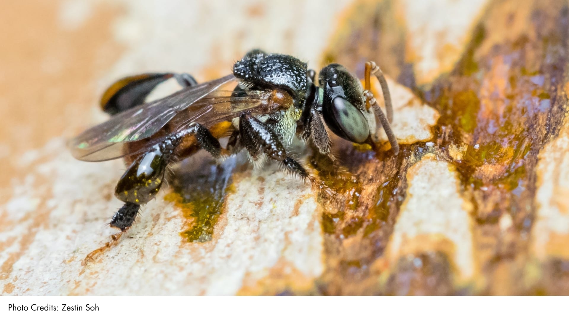 Stingless Bees | BiodiversitySG