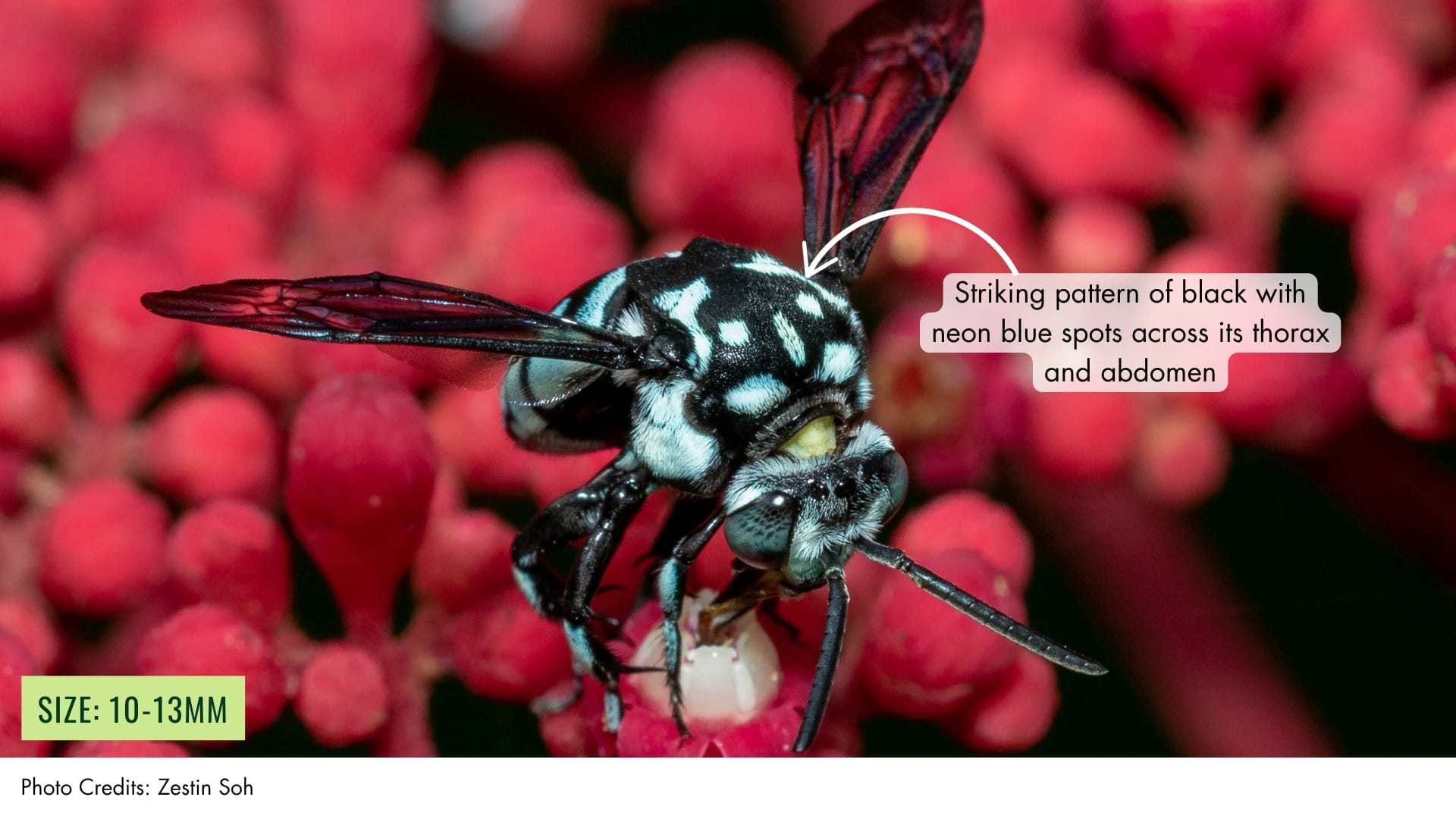 Himalayan Cloak-and-Dagger Bee | BiodiversitySG