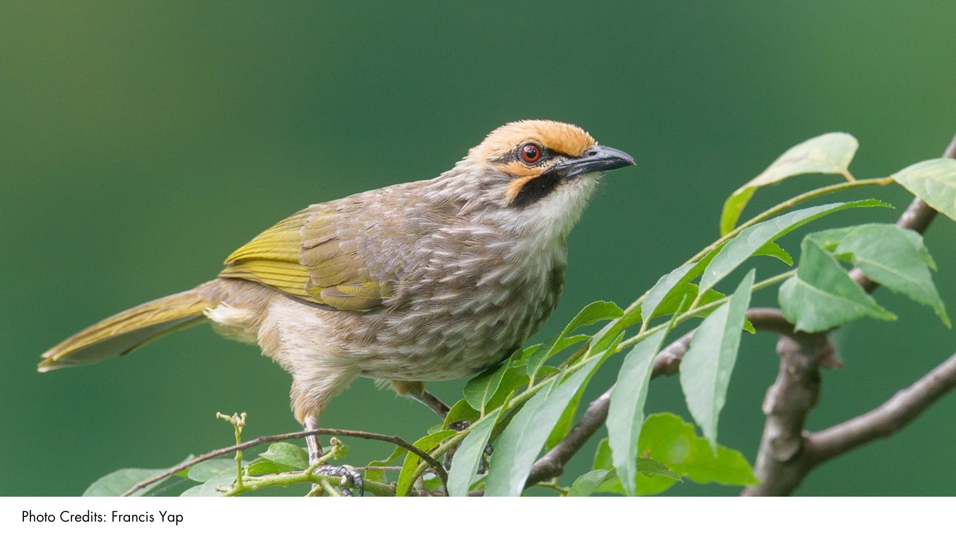 Straw-headed Bulbul | BiodiversitySG