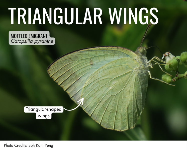 triangular wings