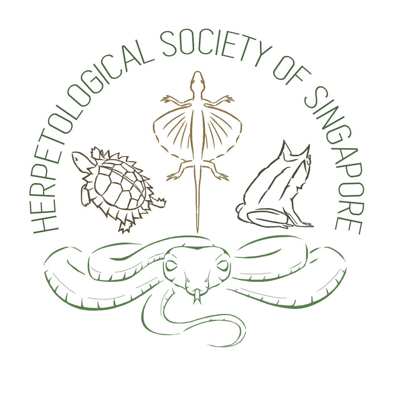 Herpetological Society of Singapore - Four-lined Tree Frog call
