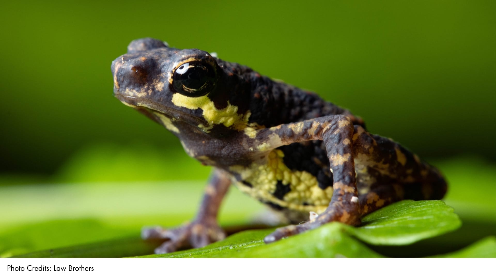 Inger's Dwarf Toadlet | BiodiversitySG